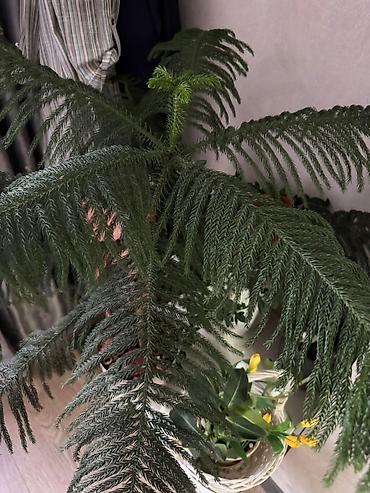 араукария: Араукария разнолистная (Norfolk Island Pine), комнатное хвойное дерево — 1