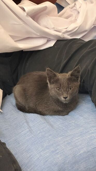 отдам котят в добрые руки бишкек: Кошка даром: Британская короткошёрстная, Мальчик