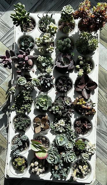 Другой декор и предметы интерьера: Продаю суккуленты: эхеверии, седумы, крассулы, эониумы алоэ — 3