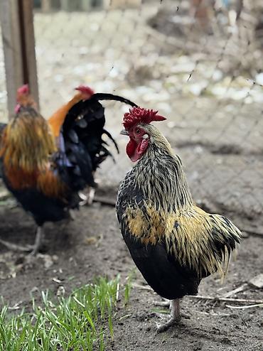 Куры, петухи: Продаю | Куры, Петух | Для разведения — 4