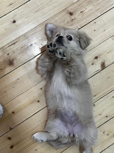 bulduk it: Cins: kiçik ölçülü dekorativ it balası Rəng: açıq krem/bej Yun — 1