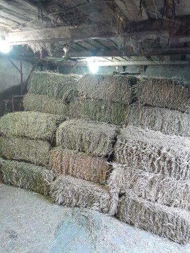 нашли кошку: Клевер, продам тюки Люцерны хорошего качества, Находятся в