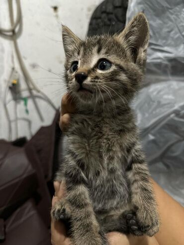 захоронение животных: Отдается милейший котенок, мальчик, в добрые руки. с лотку приучен