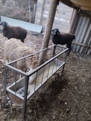 купить кролик декоративный: Продаю | Овца (самка), Ягненок | На забой, Для разведения | Осеменитель, Ярка