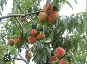 Tinglər: Yerli növ şaftalı 🍑 tingleri satlır isdeyen elaqe saxlaya biler 10 a