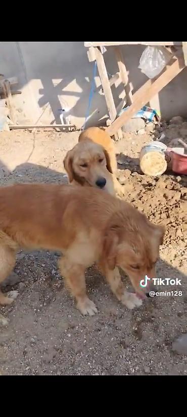 İtlər: Retriever, Erkək, Cütləşmə üçün, Ünvandan götürmə, Ödənişli çatdırılma — 3