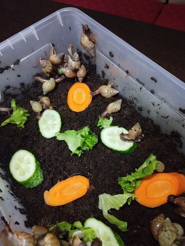 Другие животные: Продаю улиток Ахатинцев, . для использования косметических процедур — 7