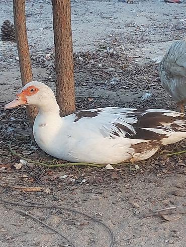 Dişi, | Lal ördək, Damazlıq, Ünvandan götürmə