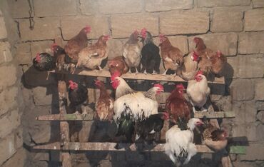 cənnət quşu: Yumurtlayan toyuqlar satıram.10 ədəd .1 illik toyuqlardı.Xahiş edirəm