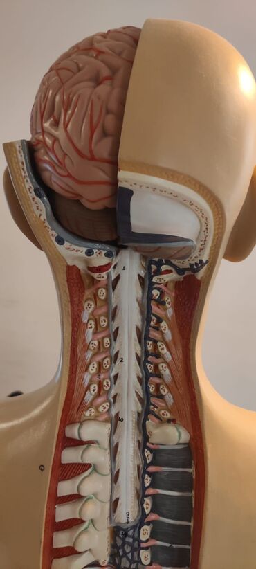 Ostali medicinski proizvodi: Torzo coveka sa otvorenim vratom i ledjima od 18 delova, kao novo — 9