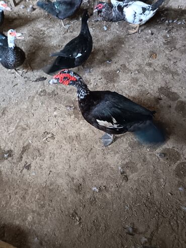 Ördəklər: Satılır: ördək və toyuq/quzuqoyun qarışıq həyət quşları - Növlər — 2