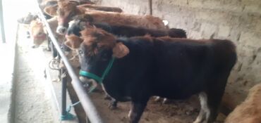 продаю музоо торпок корова самка бык самец айрширская ангус алатауская на забой для разведения на откорм племенные нетель привязанные: Продаю | Тёлка | На откорм, Для молока