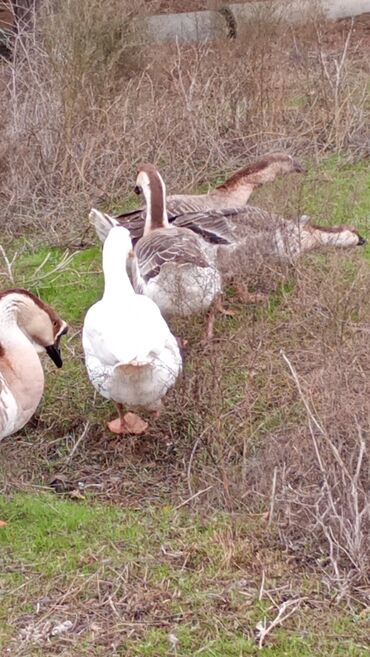 Qazlar: Erkək, | Linda, Damazlıq, Ünvandan götürmə — 1