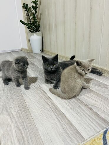 сколько стоит домик для кошки: Британские котята - Порода: британская короткошёрстная (мама на фото)