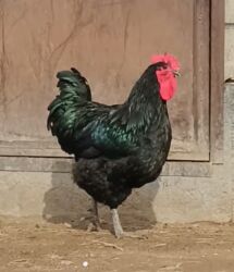 объявления о собаках: Джерсийский гигант жумурткага заказ алабыз