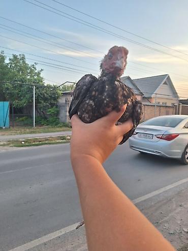 голуби птицы животные: Продаю | Петух | Дакан | Для разведения — 3