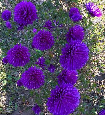 Сирень: Фото1-3 Сирень махровая на срез для букетов, с потрясающим ароматом — 10