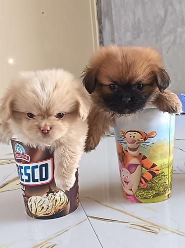 pekin ördeği: Pekines, 1 ay, Erkək, Ünvandan götürmə — 1