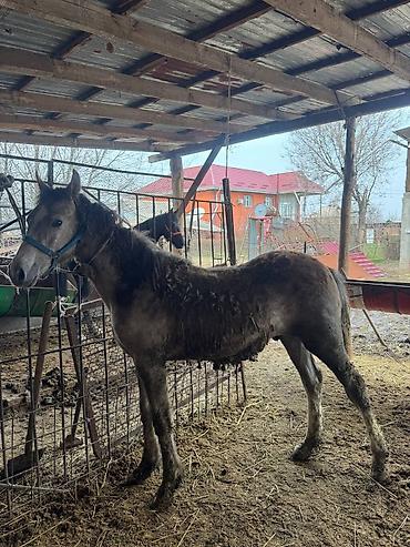 Лошади, кони: Продаю | Жеребец, Жеребенок — 16