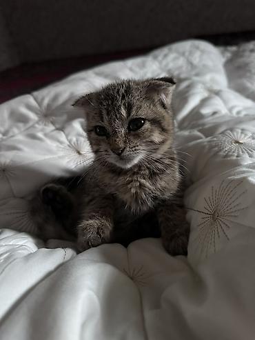 отдам сфинкса: Котёнок, девочка,тигровый окрас (коричневые и серые полосы), короткая — 1