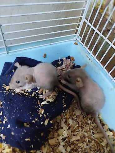 Крысы: Продам маленьких крысят Рэксов . Есть в продаже клетки поильники — 7