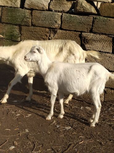 Keçi, çəpiş: Salam.keçilər satıram 5dənədir hamsı bir yerdə kom satılır — 10