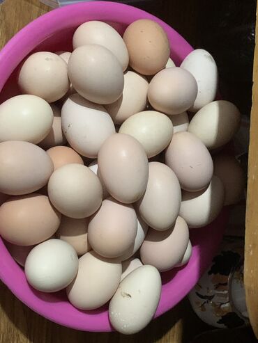 лоток для животных: Яйца брамо 100+ штук
