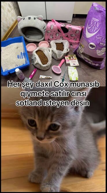 çöl pişiyi: Şotland uzun tüklü, Dişi, Yaxşı əllərə, Pulsuz çatdırılma, Ödənişli çatdırılma