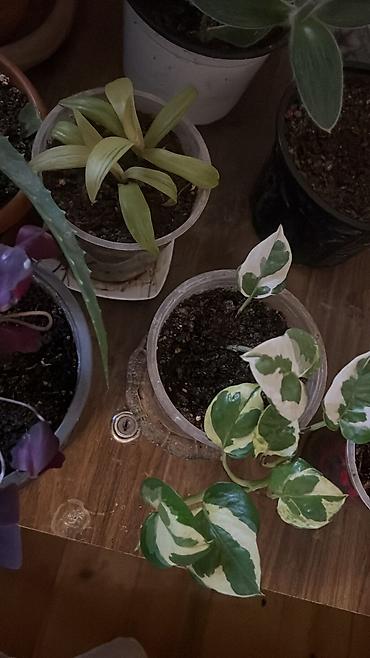 Otaq bitkiləri: Her cure guler var veregliyin baxin ancag xanimlara satiş olur Gencedi — 31