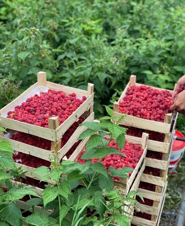 цены на мясо в бишкеке 2023: Малина полька,
Кызыл кыяга чейин доставка бар 
150 сомдон