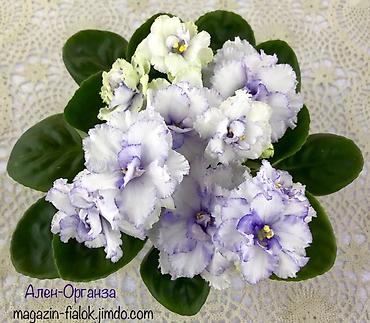 Фиалки и глоксинии: 🌱🌺🌱 Продаю сортовые ДЕТКИ стандартных, трейлерныхмини и полумини — 13