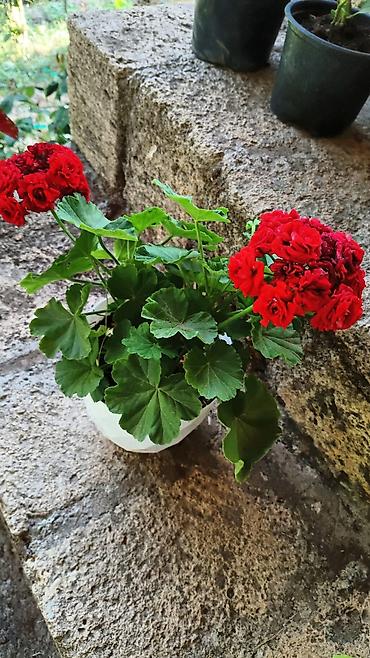 pelarqoniya bitkisi: Saksıda “Impatiens” (balzam/yenibahar) dekorativ çiçək bitkisi - Növ — 5