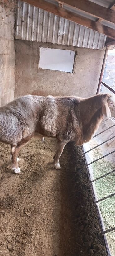 Бараны, овцы: Продаю | Баран (самец) | Для разведения | Осеменитель — 1