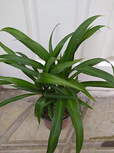 монстера: Otaq bitkiləri dəsti - Monstera deliciosa (dərin yarıqlı iri yaşıl — 10