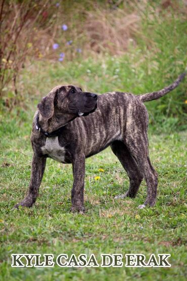 Psi: Štenci Presa Canario, ostenjeni 24.5.2023 godine. Kuba Kira je rođena — 6