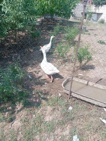 Digər quşlar: Digər quşlar