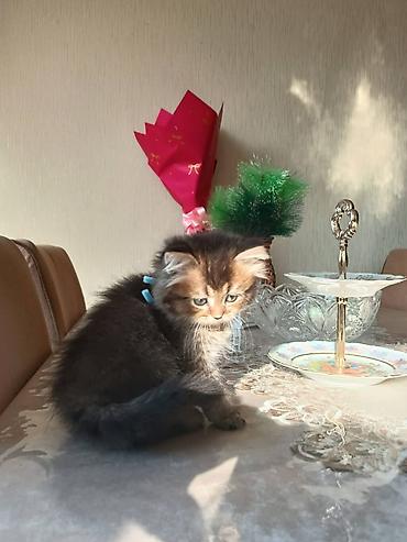 Кошки: Шотландская вислоухая — 3