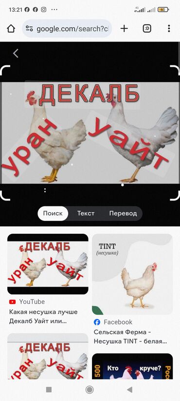 продаю бычки герофорды: Продаю | Куры, Петух, Цыплята | Кохинхин, Домашняя, Арбор айкрес | На забой, Для разведения, Несушки