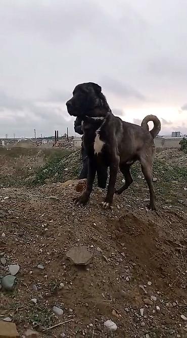 tap az ev quslari: Kanqal, 4 il, Erkək, Peyvəndli, Ünvandan götürmə, Ödənişli çatdırılma, Rayonlara çatdırılma — 8
