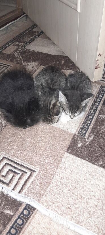 нашли кота: Котята домашние, помёт из трех малышей: - 1 пушистый чёрный - 2