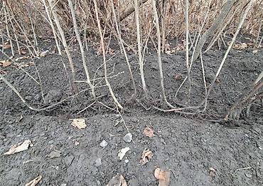 sam agaci satisi: Fındıq tingləri – köklü, açıq köklə - Bitki: Fındıq kolu (Corylus — 4