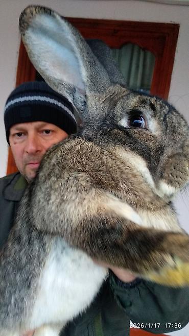 Dovşanlar: FLANDR (Belçika nəhəngi) – İri ölçü, yüksək gəlir! Təmiz qanlı Flandr — 1