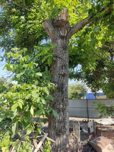 грецкий орех в кыргызстане: Продаются Ореховое дерево