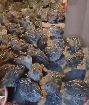 bildircin cucələri: Bildirçin və bildircin balaları Təsvir: - Ətlik və yumurtalıq — 3