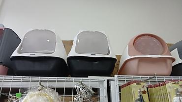 Pişiklər: Erkək, Pulsuz çatdırılma — 12