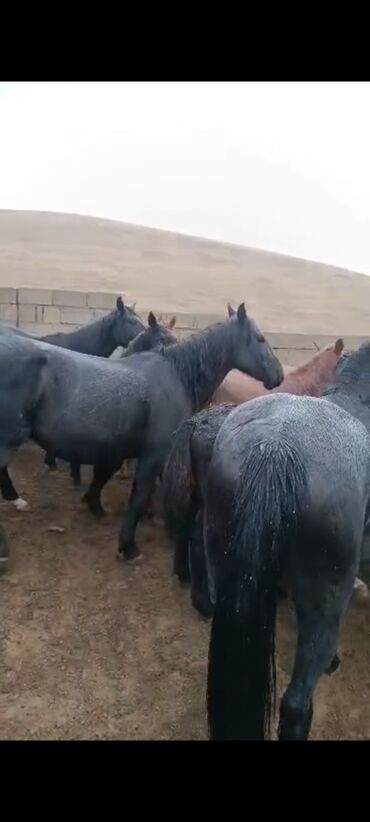 Лошади, кони: Продаю | Кобыла (самка) | Для разведения | Племенные — 4