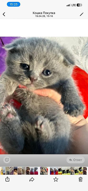 Pişiklər: Şotland — 3