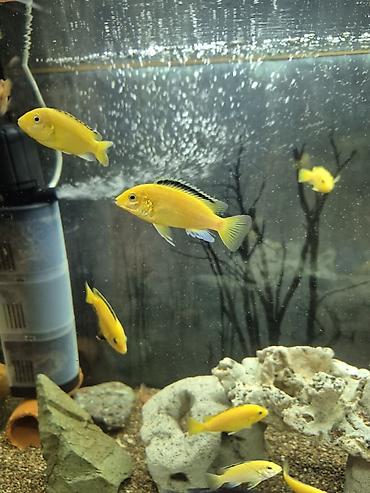 Рыбы: Продаю подростков Лабидохромис Еллоу (3-4 см) Labidochromis Yellow - — 10