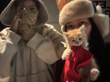 кошка рэгдолл: Рыжий котёнок с пушистым хвостом и белыми носочками. Классическая