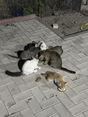 котята в добрые руки бесплатно: Кошка даром: Беспородная, Мальчик